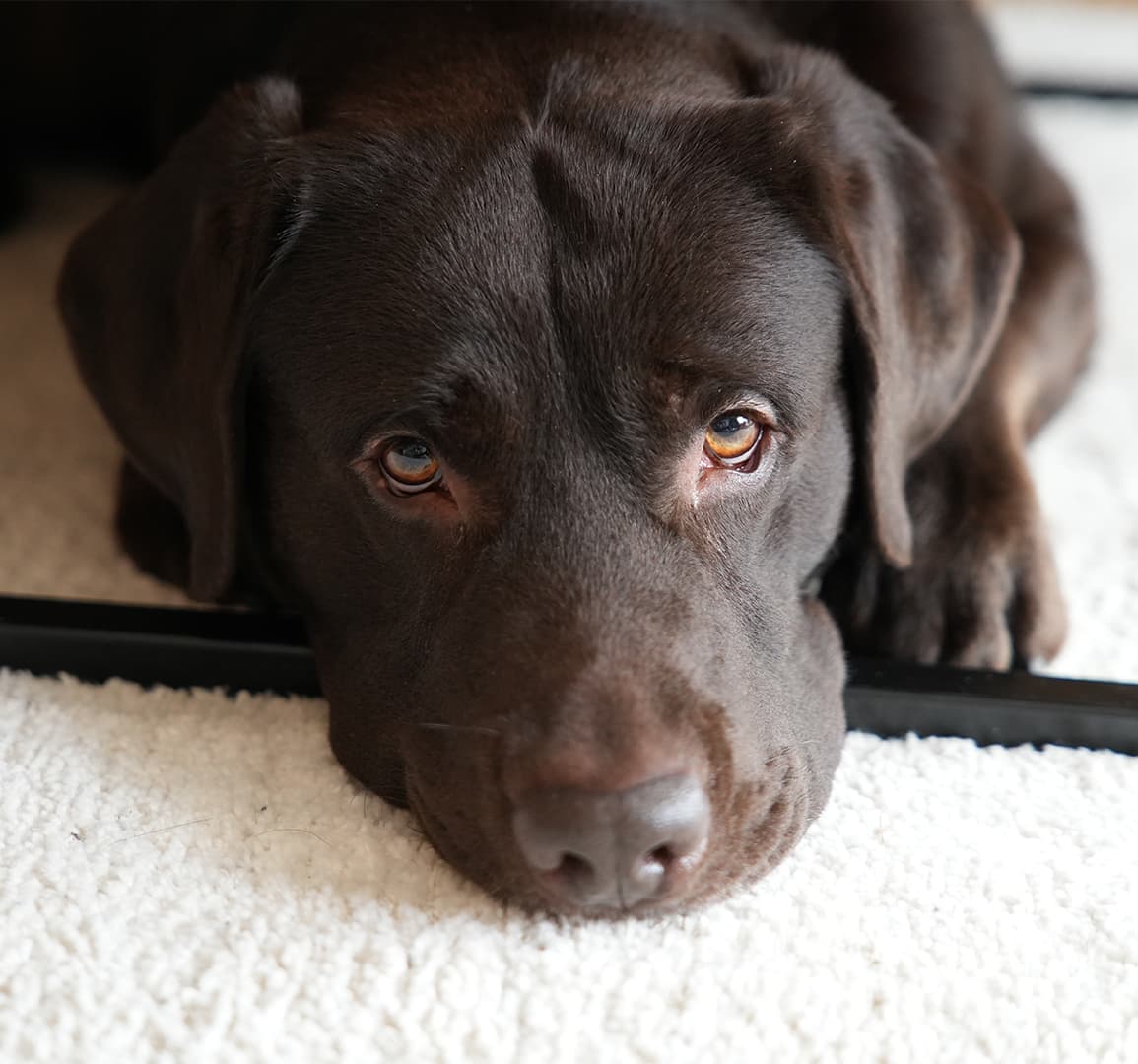 Carlo - Labrador und Feelgood Manager